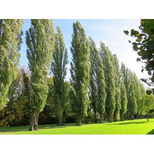 Topoľ čierny (Populus nigra) ´ITALICA´ - výška 180-220 cm, obvod kmeňa 4/6 cm, kont. C15L/C20L